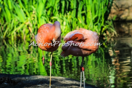 A Couple of Flamingos