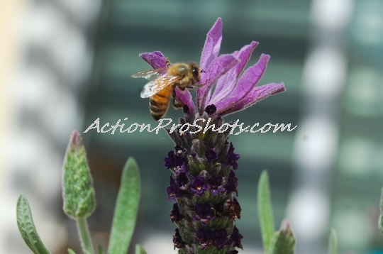 Bee Flower