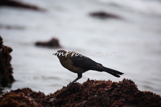 Bird in the Waves