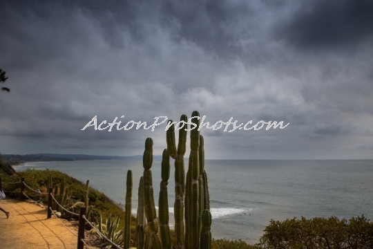 Dramatic Cactus