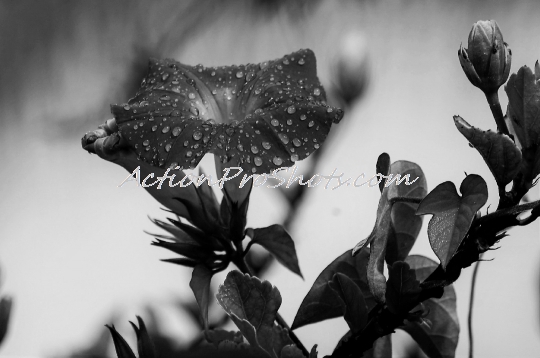 Floral Dewdrops BnW