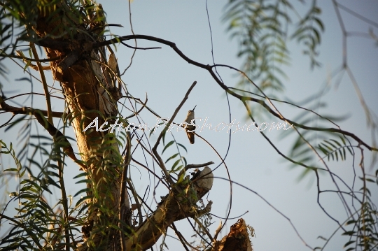 Golden Hummingbird