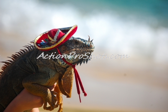 Lizard in Mexico