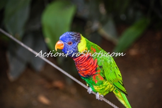 Lorikeet Landing