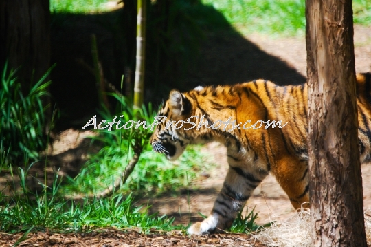 Prowling Tiger