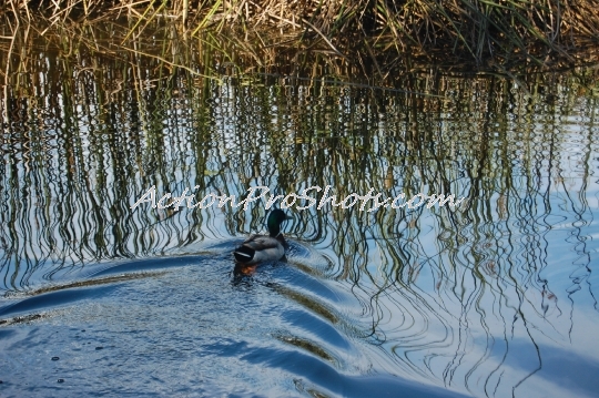 Reflection Duck