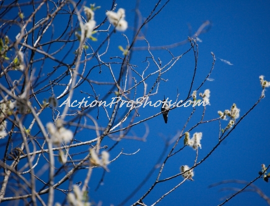 Spring Hummingbird 