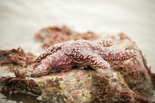 Starfish