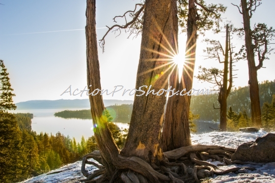 Sun Peeking Through the Trees